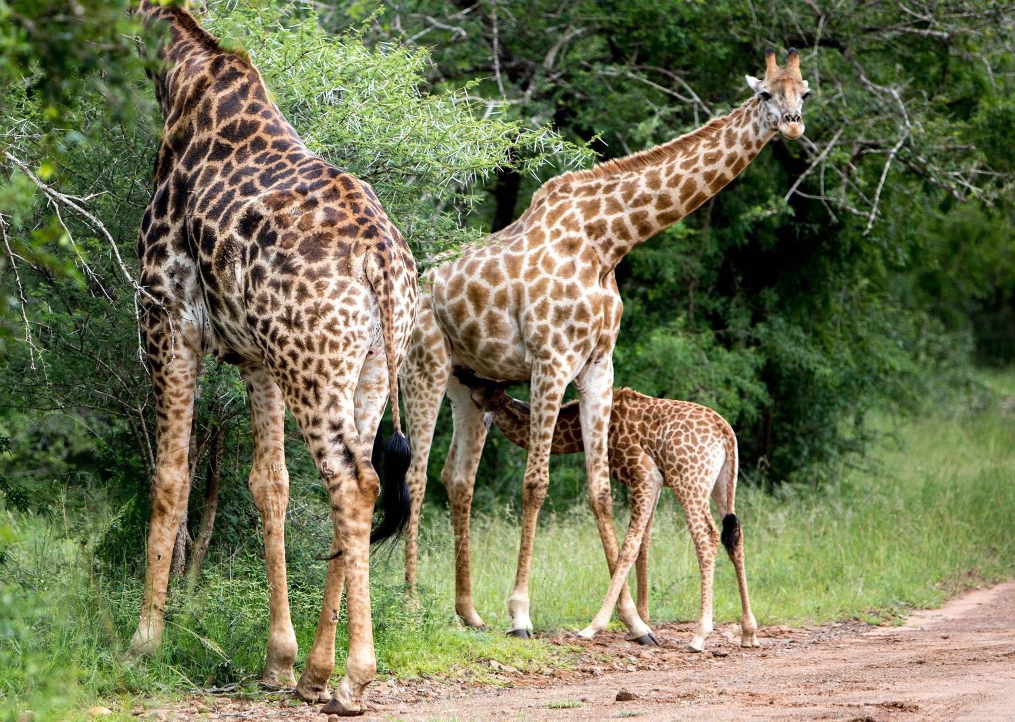 Royal Thonga Safari Lodge Sihangwane Exterior photo