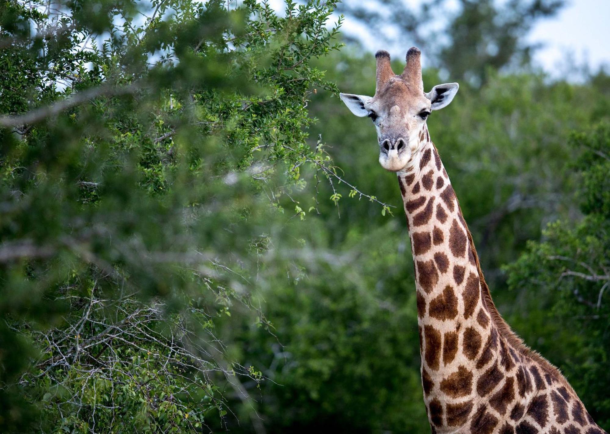 Royal Thonga Safari Lodge Sihangwane Exterior photo